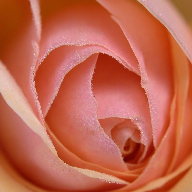 Leica ELPRO E52 Close-up Lens