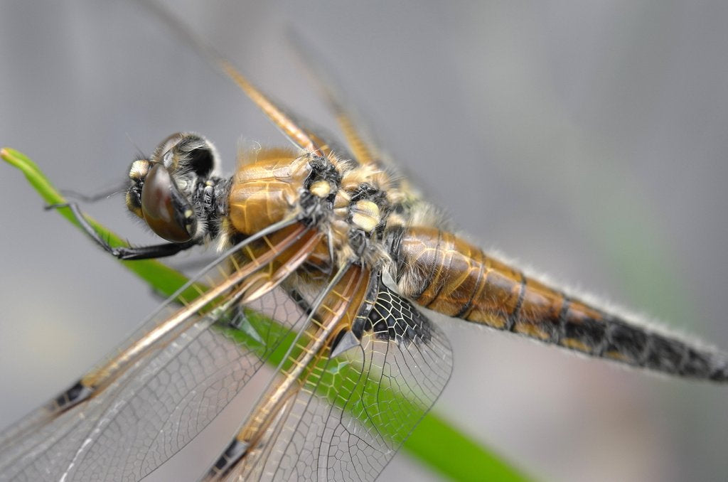 Leica ELPRO E52 Close-up Lens