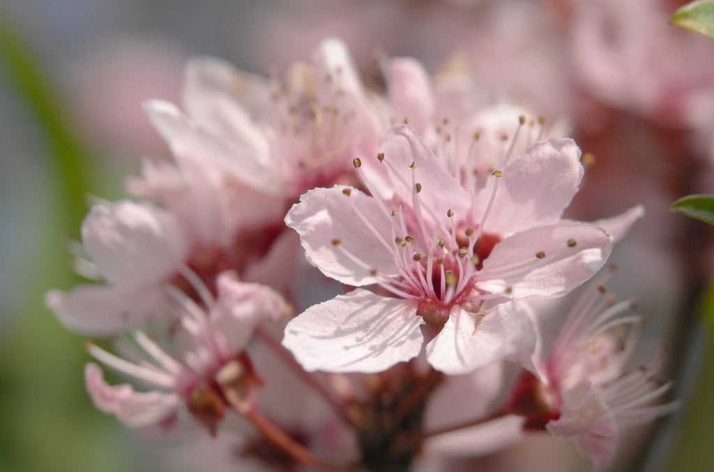 Leica ELPRO E52 Close-up Lens