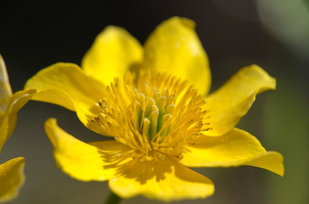 Leica ELPRO E52 Close-up Lens